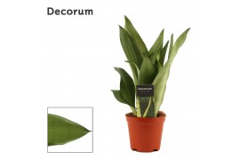 Sansevieria trifasciata moonshine decorum