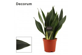 Sansevieria trifasciata black diamond decorum