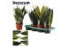 Sansevieria trifasciata super mix decorum 