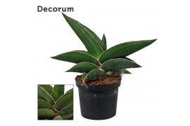Sansevieria ehrenbergii samurai decorum