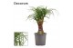 Beaucarnea recurvata vertakt decorum 