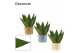 Sansevieria zeylanica fan decorum in charlotte nature world 