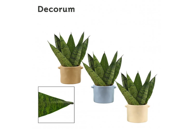 Sansevieria zeylanica fan decorum in charlotte nature world 