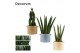 Sansevieria cylindrica Sansevieria cylindrica 6 cm mix in Charlotte (N 