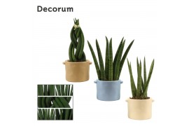 Sansevieria cylindrica Sansevieria cylindrica 6 cm mix in Charlotte (N