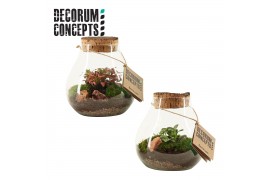 Arrangementen kamerplanten Terrarium Halley (Decorum concepts)