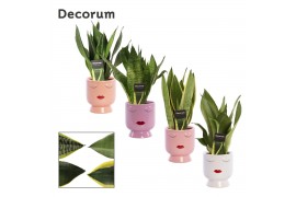 Sansevieria trifasciata Super mix in Dua Lipa (Party Love-collection)