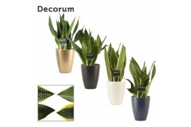 Sansevieria trifasciata Super mix  in Carly (Neo Architect-collection)