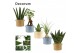 Groene planten mix Groenmix mini in Charlotte (Nature world-collection 