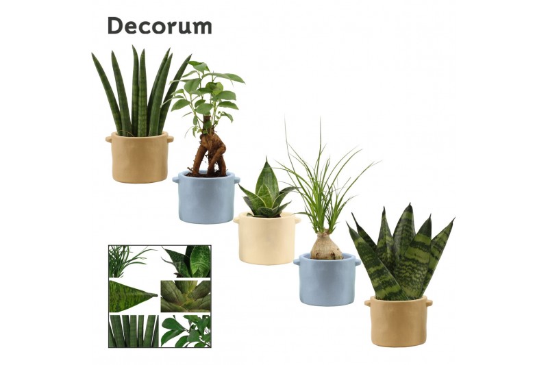 Groene planten mix Groenmix mini in Charlotte (Nature world-collection Groene planten mix Groenmix mini in Charlotte (Nature world-collection