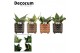 Sansevieria trifasciata hahnii mix in emma stone touch decorum 
