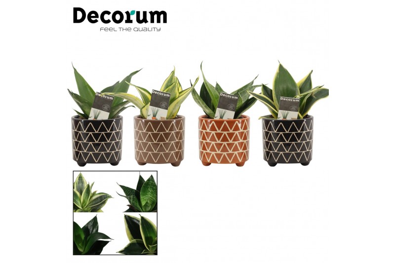 Sansevieria trifasciata hahnii mix in emma stone touch decorum Sansevieria trifasciata hahnii mix in emma stone touch decorum