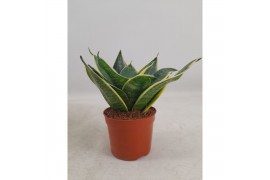 Sansevieria trifasciata hahnii super decorum
