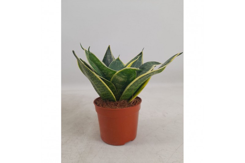 Sansevieria trifasciata hahnii super decorum 