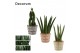 Sansevieria cylindrica Sansevieria Cylindrica 6 cm mix in Claire (Neo  
