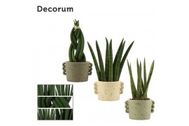 Sansevieria cylindrica Sansevieria cylindrica 6 cm mix in Dione (Natur