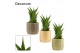Sansevieria temple crown in liam nature world decorum 