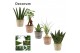 Groene planten mix Groenmix mini in Claire (Neo Architect-collection)  
