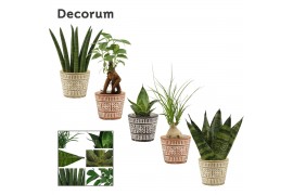 Groene planten mix Groenmix mini in Claire (Neo Architect-collection) 