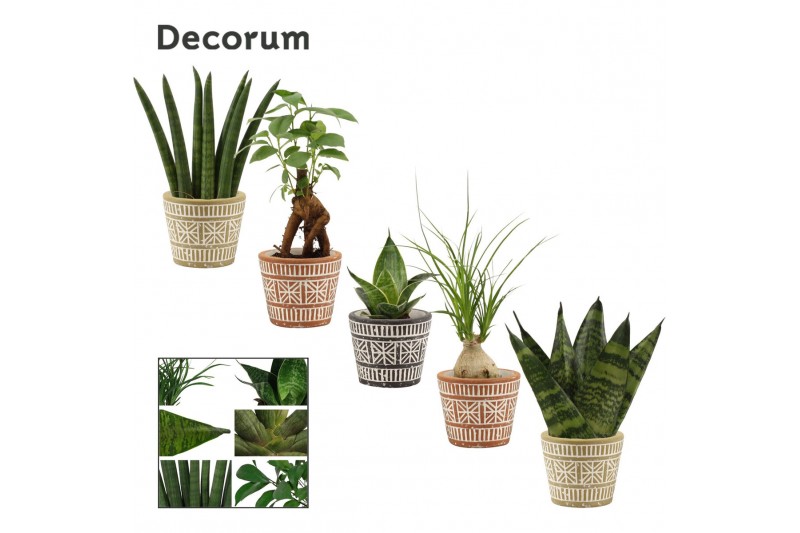 Groene planten mix Groenmix mini in Claire (Neo Architect-collection) Groene planten mix Groenmix mini in Claire (Neo Architect-collection)
