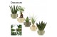 Groene planten mix Groenmix mini in Dione (Nature world-collection) 1  