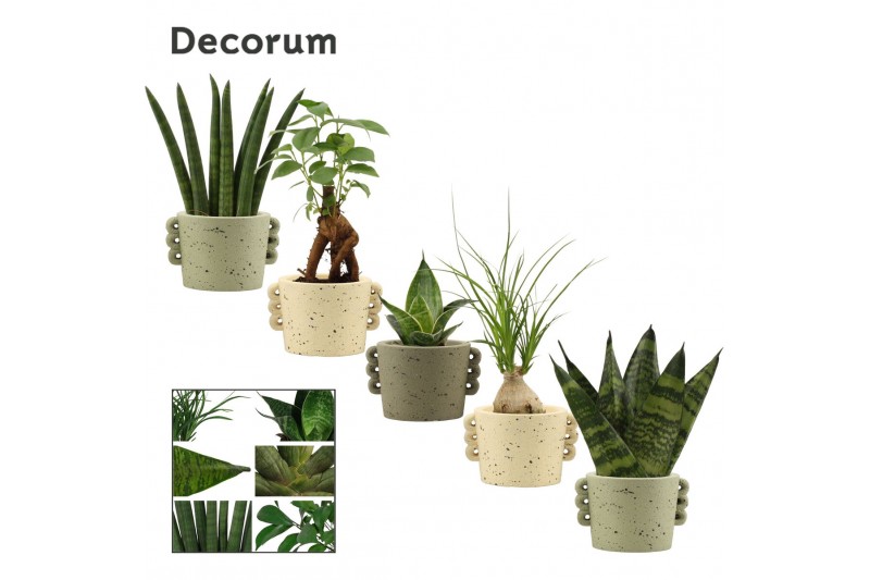 Groene planten mix Groenmix mini in Dione (Nature world-collection) 1 Groene planten mix Groenmix mini in Dione (Nature world-collection) 1