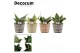 Sansevieria trifasciata hahnii mix in claire neo architect decorum 