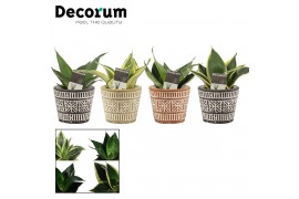 Sansevieria trifasciata hahnii mix in claire neo architect decorum