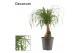 Beaucarnea recurvata recht containerpot decorum 