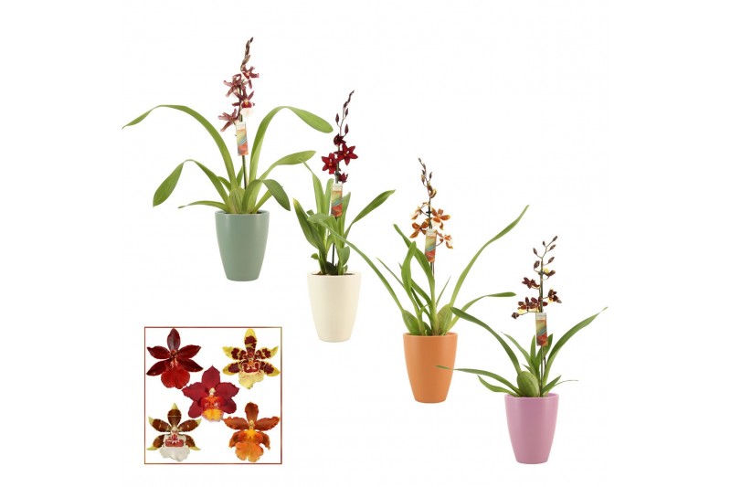 Cambria mix Cambria 1 tak mix kort in Carly (Craft world-collection) 1 Cambria mix Cambria 1 tak mix kort in Carly (Craft world-collection) 1