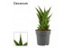Sansevieria temple crown decorum 