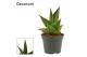 Sansevieria abbey crown decorum 