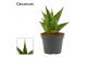 Sansevieria temple crown decorum 