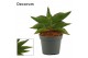 Sansevieria Stylish fan 6 cm (Decorum) 