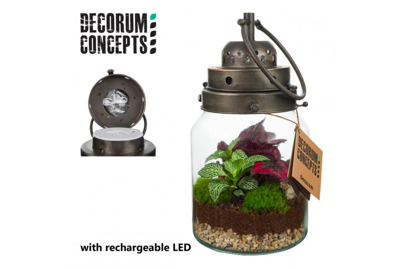 Arrangementen kamerplanten Terrarium Stormlamp medium (Decorum Concept Arrangementen kamerplanten Terrarium Stormlamp medium (Decorum Concept