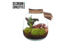 Arrangementen kamerplanten Terrarium Hyperion (Decorum concepts)