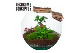 Arrangementen kamerplanten Terrarium Moon medium (Decorum concepts)