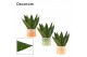 Sansevieria zeylanica fan decorum in evita craft world 