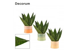 Sansevieria zeylanica fan decorum in evita craft world