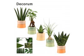 Groene planten mix Groenmix mini in Evita (Craft world-collection) 1 p