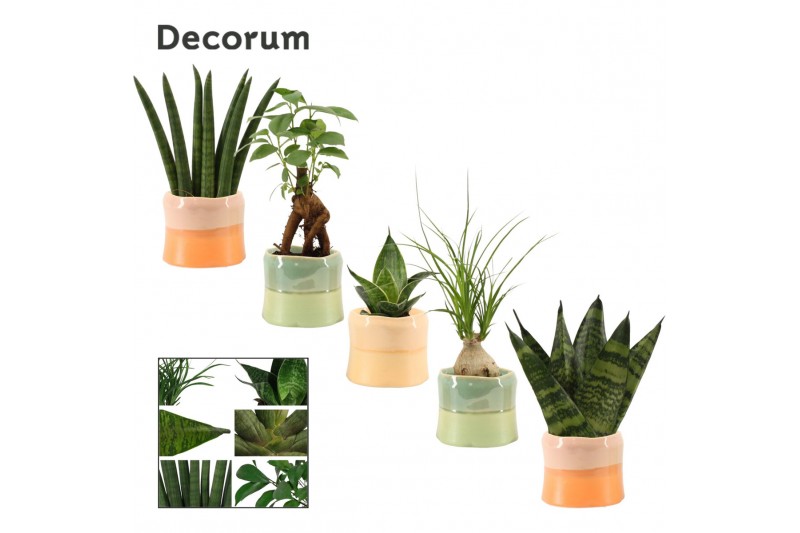 Groene planten mix Groenmix mini in Evita (Craft world-collection) 1 p 