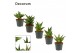 Sansevieria crown mix decorum 