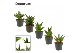 Sansevieria crown mix decorum