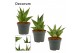 Sansevieria crown mix decorum 