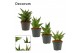Sansevieria crown mix decorum 