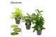 Dracaena mix decorum 