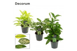 Dracaena mix decorum