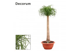 Beaucarnea recurvata recht decorum