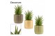 Sansevieria jewel crown in liam nature world decorum 
