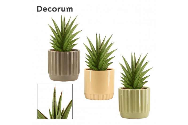 Sansevieria jewel crown in liam nature world decorum Sansevieria jewel crown in liam nature world decorum